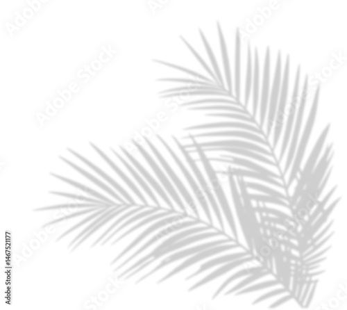 Tropical palm shadow on a sunny green wall. Soft blurred botanical leaf texture with natural sunlight and jungle foliage. Romantic, spring-themed background with fern silhouette