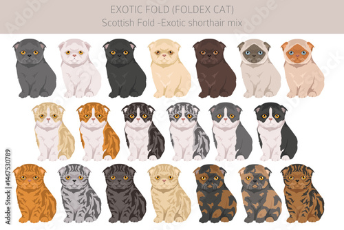 Foldex cat, Exotic Fold Cat clipart. All coat colors set.  All cat breeds characteristics infographic. Vector illustration