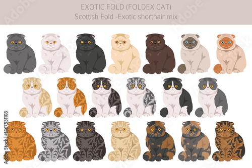 Foldex cat, Exotic Fold Cat clipart. All coat colors set.  All cat breeds characteristics infographic. Vector illustration