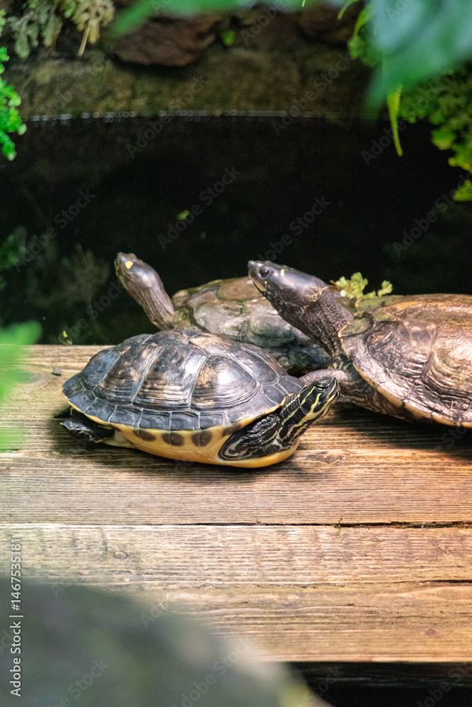 Obraz premium small Turtles lying in their habitat basking in the sun.