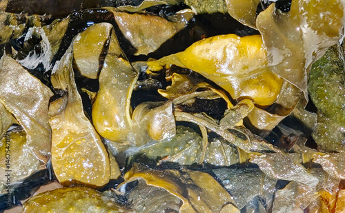 Green seaweed close up background. Concept of healthy nutriment and source of proteins of future