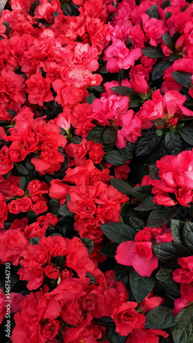 Close-up of vibrant red and pink Azalea flowers in full bloom, surrounded by dark green foliage. A lush floral display ideal for garden decoration and spring-themed design