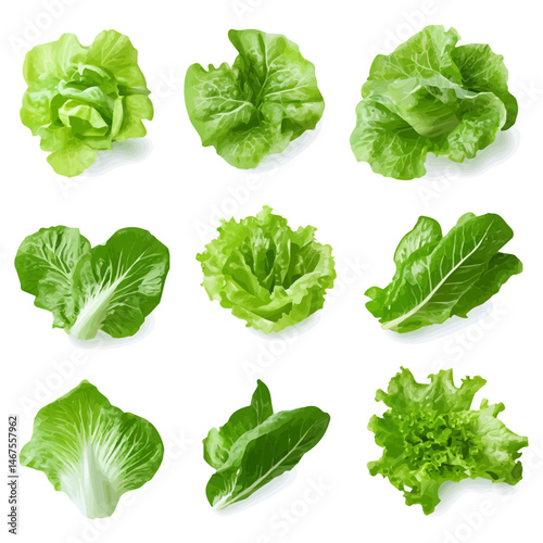 Lettuce Leaves Flat vector, minimalist design, isolated on a white background.