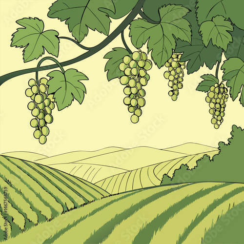 grapes on the vine