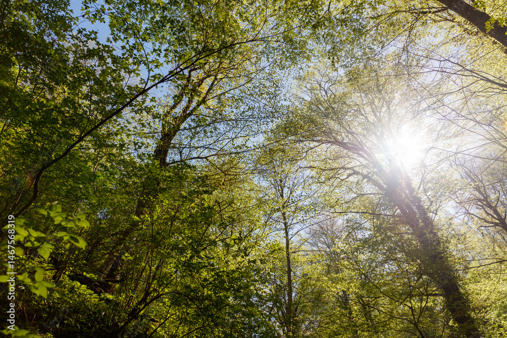 Obraz premium The sun is shining through the trees, casting a warm glow on the forest floor