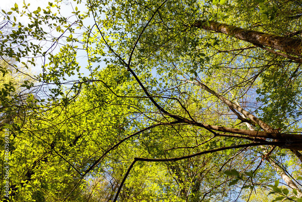 Obraz premium A beautiful forest with trees and leaves