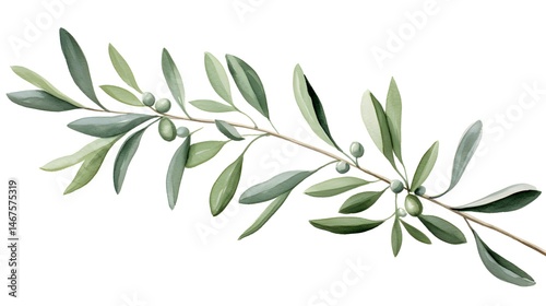Fresh olive branches on white background for design projects and decorations