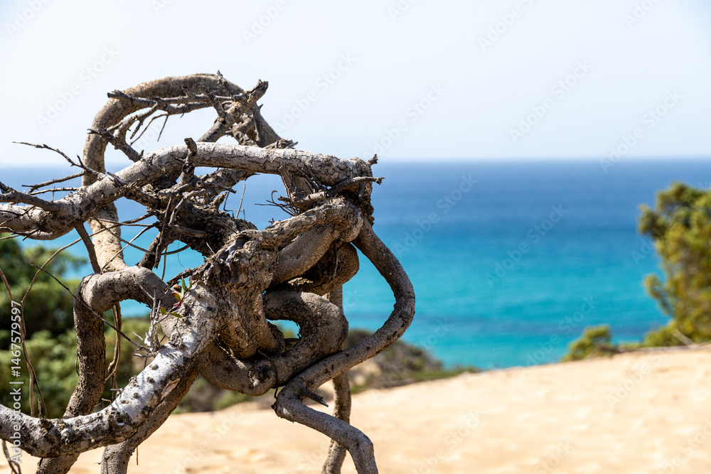 Fototapeta premium Twisted Coastal Tree Branches Overlooking Portu Maga Sea