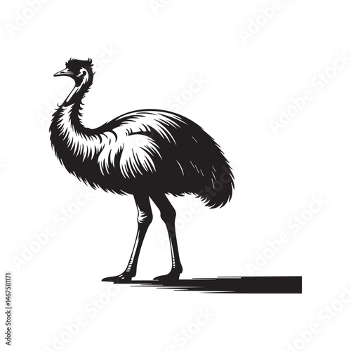 ostrich emu bird silhouette, black and white silhouette, vector and illustration