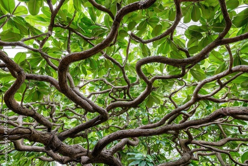 Intricate, twisting branches