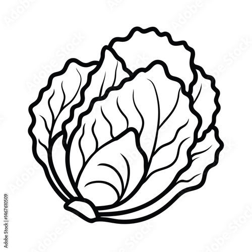  napa cabbage isolated on white