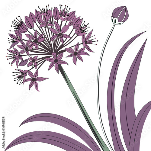 Alstroemeria Botanical Art