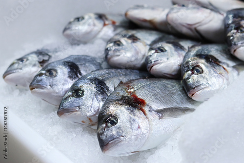 Dorado on ice close-up. Fresh frozen fish in a supermarket. Fish department. Dorado with selective focus. Fish sale. Close-up view of fresh fish on ice shavings