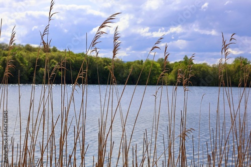 Paisaje de laguna con juncos en primer plano 