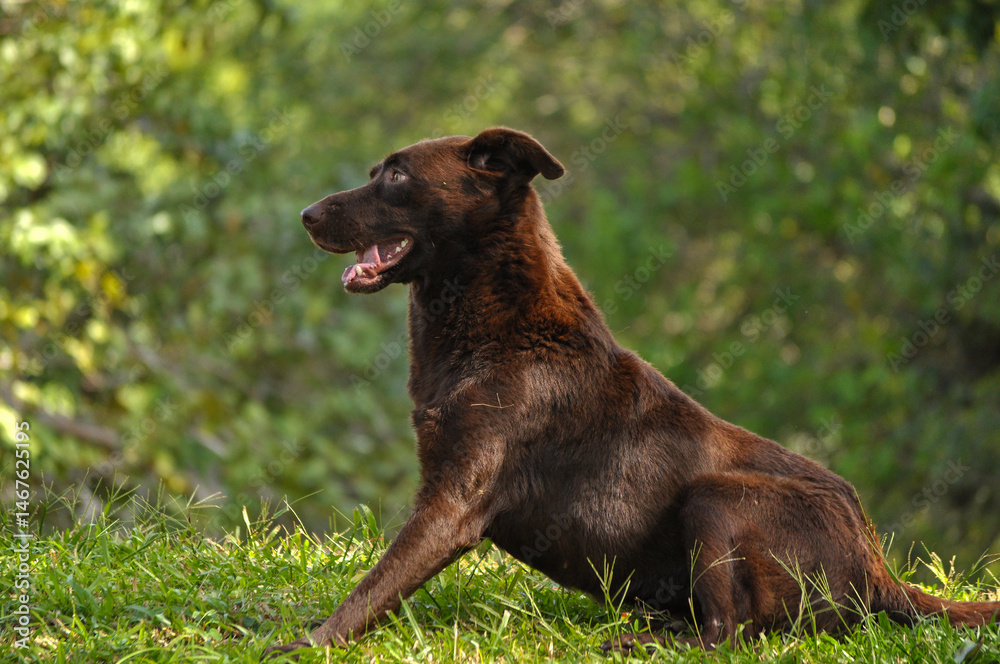 Fototapeta premium german shepherd dog