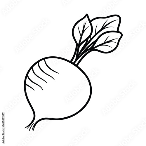 hand drawn vector illustration of a white radish