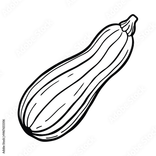 zucchini vector illustration