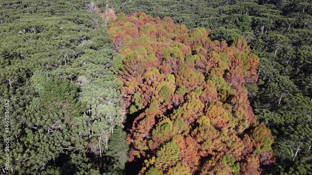 floresta vermelha 
