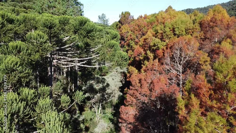 floresta vermelha 