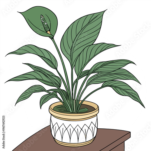 Peace Lily Flower Drawing
