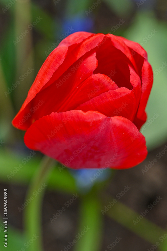 Obraz premium red tulip in the garden
