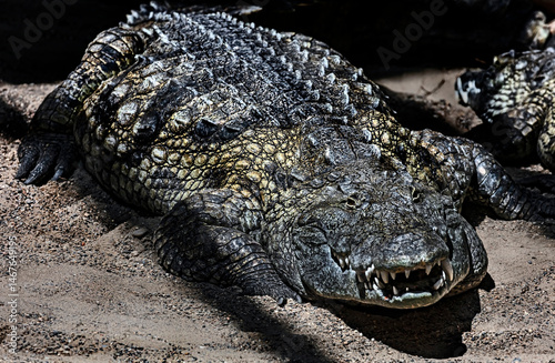 Nile crocodiles on the ground. Latin name - Crocodylus niloticus	
