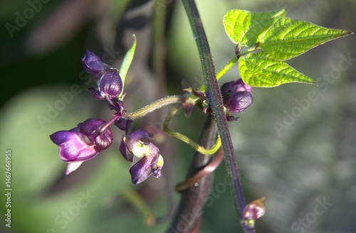 purple green bean flower