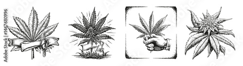 Detailed Vector Illustrations of Cannabis Leaves and Designs, vector illustration, engraving design, logo design set, black and white line, template design element