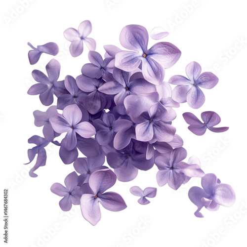A cluster of vibrant lilac flowers with individual petals floating around, giving a dynamic and delicate floral arrangement on transparent background
