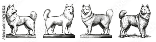 Vintage Sketches of Diverse Samoyed Dog Poses and Expressions, vector illustration, engraving design, logo design set, black and white line