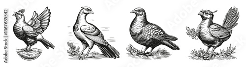 Vintage Illustrations of Various Birds in Detailed Black and White, vector illustration, engraving design, logo design set, black and white line