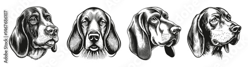Detailed Artistic Illustrations of Various Dog Breeds Facing Forward, vector illustration, engraving design, logo design set, black and white line