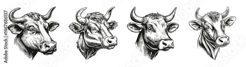 Detailed Sketches of Various Cow Heads in Black and White Art Style, vector illustration, engraving design, logo design set, black and white line