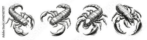 Detailed Illustrations of Scorpions in Various Poses and Angles, vector illustration, engraving design, logo design set, black and white line