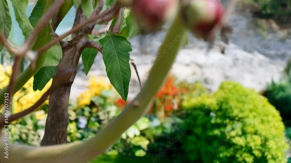 Close-up of ripening castor bean fruits on a branch in soft sunlight showing the textures and colours of the plants