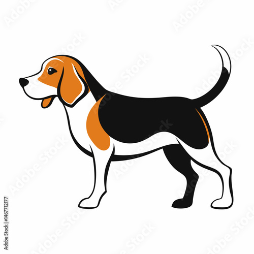 beagle on white background
