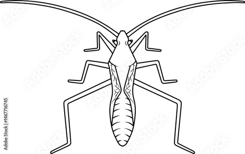 stink bug line vector illustration isolated on white background