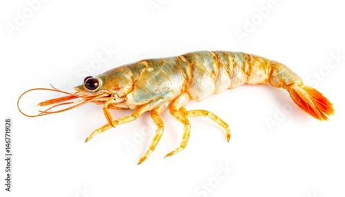 Wallpaper Mural Fresh shrimp on a white background   Torontodigital.ca