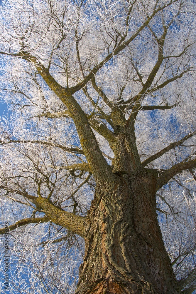 Fototapeta premium frosty old willow,