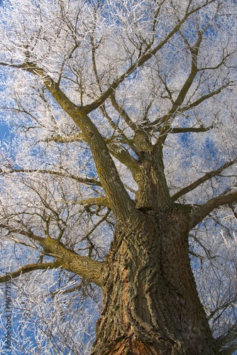 frosty old willow,