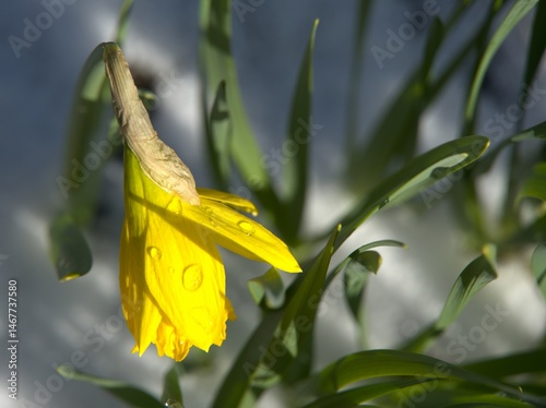 Daffodil flowers on a frosty snowy spring day