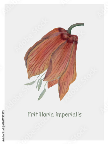Crown imperial postcard watercolour botanical hand drawn illustration for web, for print Crown imperial, Imperial fritillary, for nature or biological education. Orange flower on light grey, Lorem Ips