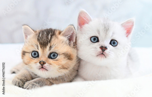 Two pedigree kittens pose closely on white surface tender emotion suits pet branding perfectly gentle aura fills frame, gentle posture and symmetry evoke purity, gentle look fits minimalist visuals