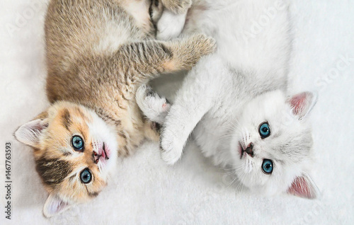 Two cute kittens lie on soft white blanket playful interaction capturing pure joy perfect for family ads or pet brands Fluffy kittens stretch and roll in cozy space content or pet care campaigns