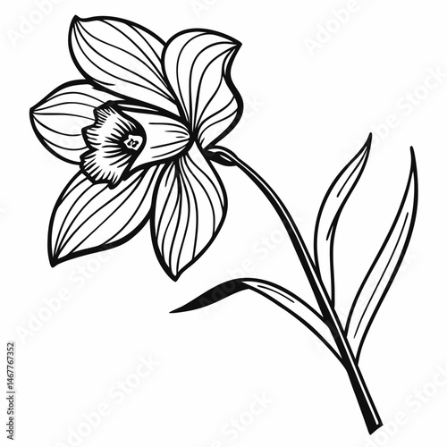 black and white lily