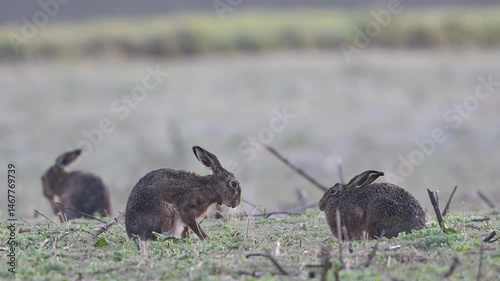 Brown hares sitting in a field with hoarfrost during the parring season and cleaning their fur, slow motion, spring, north rhine westphalia, (lepus capensis), germany