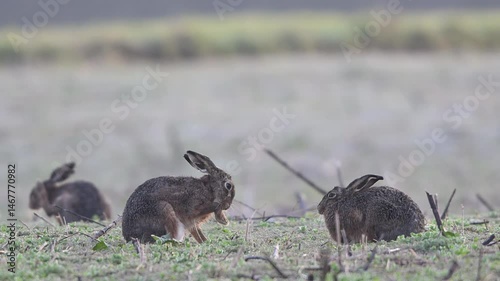Brown hares sitting in a field with hoarfrost during the parring season and cleaning their fur, slow motion, spring, north rhine westphalia, (lepus capensis), germany