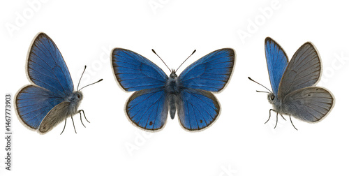 Karner blue butterfly showing open and closed wings on transparent background