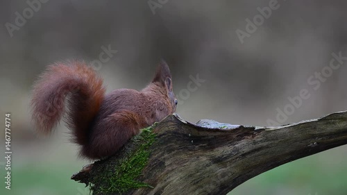 Red squirrel searches for food on dead wood looks and jump away, european red squirrel, winter, north rhine westphalia, (sciurus vulgaris), germany
