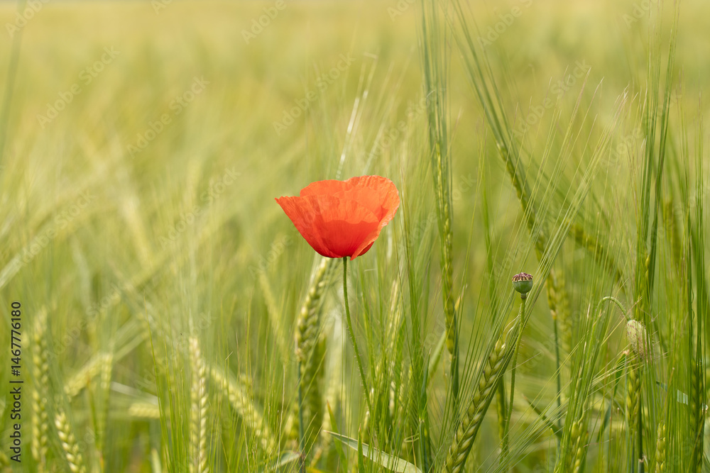 Obraz premium Einzelne Mohnblüte im Feld